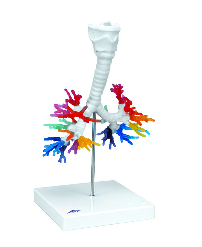 MODEL LARYNX W/BRONCHUS