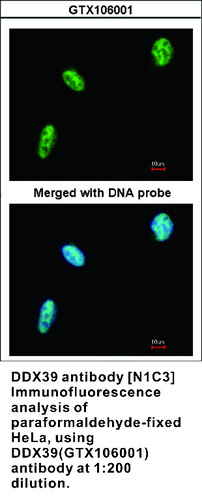 Rabbit Polyclonal antibody to DDX39 (DEAD (Asp-Glu-Ala-Asp) box polypeptide 39A)