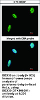 Anti-DDX39A Rabbit Polyclonal Antibody
