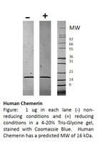 Human Recombinant Chemerin (from E. coli)