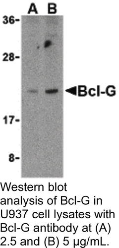 Antibody BCL-G 0.1MG