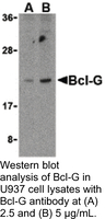 Anti-BCL2L14 Rabbit Polyclonal Antibody
