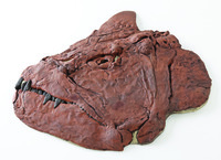 Xiphactinus audax (Cretaceous)