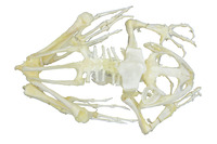 Ward's® Bullfrog Skeleton