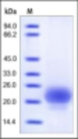 Human Recombinant R Spondin 1 (from HEK293 Cells)