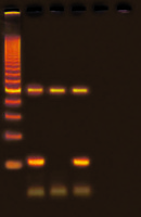 Drosophilia Genotyping using PCR