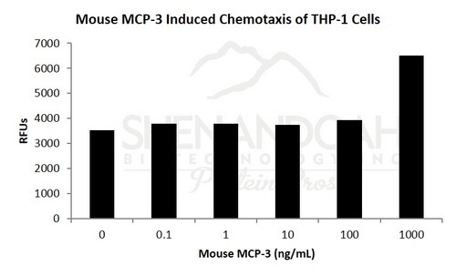 Mouse Recombinant MCP-3 / CCL7 (from <i>E. coli</i>)