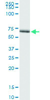 Anti-CELF4 Polyclonal Antibody Pair