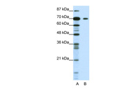 Anti-KLHL26 Rabbit Polyclonal Antibody