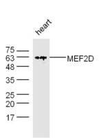 Anti-MEF2D Rabbit Polyclonal Antibody