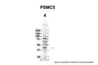 Anti-PSMC5 Rabbit Polyclonal Antibody