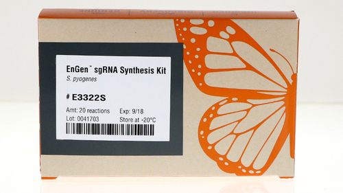 EnGen* sgRNA Synthesis Kit, S. Pyogenes 20 reactions