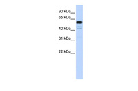Anti-PTBP1 Rabbit Polyclonal Antibody