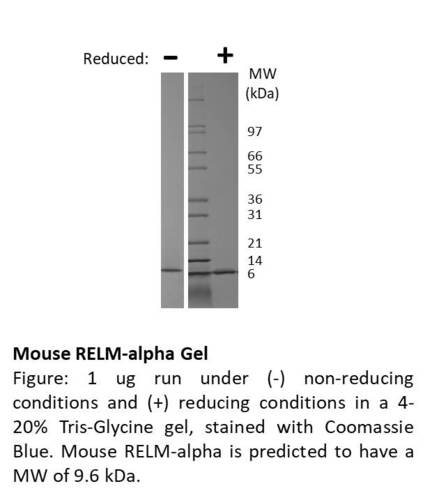 Mouse Recombinant RELM-alpha (from <i>E. coli</i>)