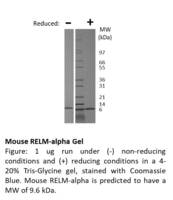 Mouse Recombinant RELM-alpha (from E. coli)