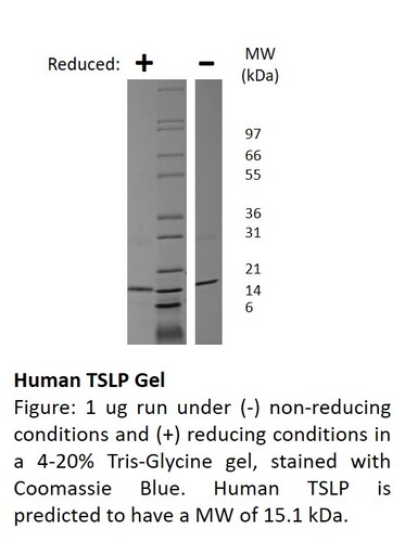 Human Recombinant TSLP (from <i>E. coli</i>)
