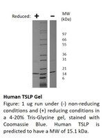 Human Recombinant TSLP (from E. coli)