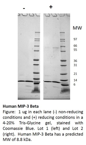 Human Recombinant MIP-3 beta / CCL19 (from <i>E. coli</i>)