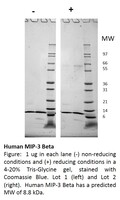 Human Recombinant MIP-3 beta / CCL19 (from E. coli)