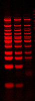 PAGE GelRed™ Nucleic Acid Gel Stain, Biotium