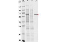Anti-DYKDDDDK Mouse Monoclonal Antibody (Agarose) [clone: 29E4.G7]