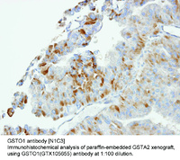 Anti-GSTO1 Rabbit Polyclonal Antibody