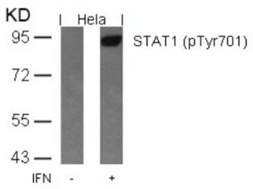 STAT1 (phospho Tyr701) Antibody