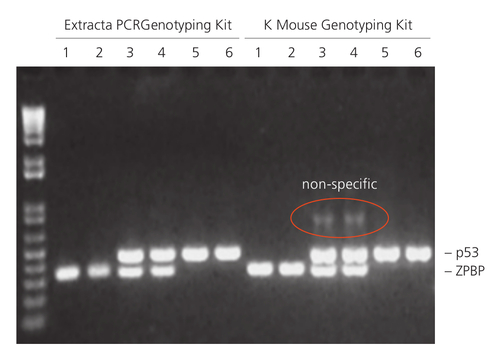 AccuStart II Mouse Genotyping Kit, 500R