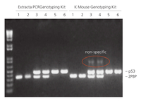 AccuStart™ II PCR Genotyping Kit, Quantabio