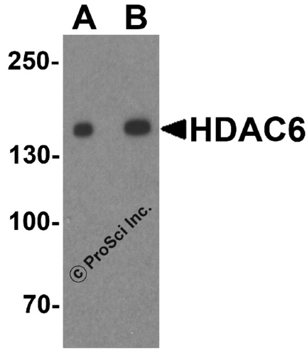 HDAC6 antibody