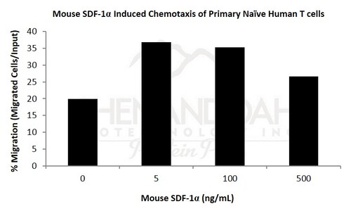Mouse Recombinant SDF-1alpha / CXCL12 (from <i>E. coli</i>)