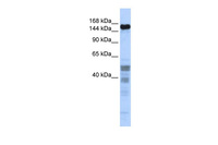 Anti-ZNF335 Rabbit Polyclonal Antibody
