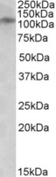 Anti-NR3B Goat Polyclonal Antibody