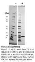 Human Recombinant I-TAC / CXCL11 (from E. coli)