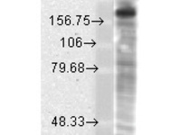 Anti-GRIN2B Mouse Monoclonal Antibody [clone: S59-36]