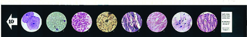 Cells of Your Body Microslides