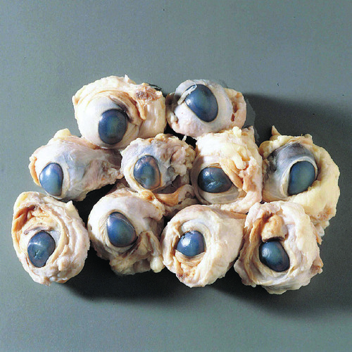 Sheep Eye, Preserved, Injection: Plain