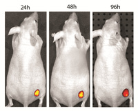 VivoBrite™ rapid antibody labeling kit for small animal in vivo imaging, CF™790 SE