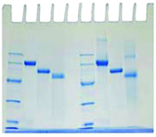 DETERMINATION PROTEIN MW