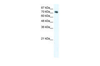 Anti-DVL1 Rabbit Polyclonal Antibody