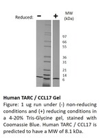 Human Recombinant TARC / CCL17 (from E. coli)