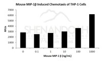 Mouse Recombinant MIP-1beta / CCL4 (from E. coli)