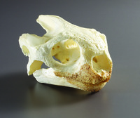 Galapagos Tortoise Skull