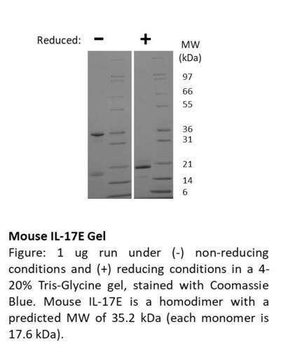 Mouse Recombinant IL-17E / IL-25 (from <i>E. coli</i>)