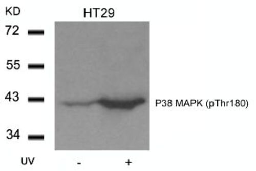 P38 MAPK (phospho Thr180) Antibody