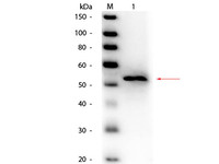 Anti-GK Goat Polyclonal Antibody (HRP (Horseradish Peroxidase))