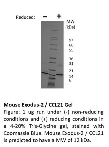 Mouse Recombinant Exodus-2 / CCL21 (from <i>E. coli</i>)