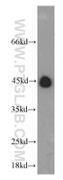 Anti-RNF150 Rabbit Polyclonal Antibody