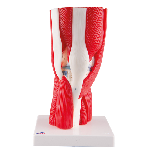Model Knee Joint 12-Part