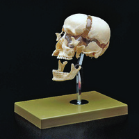 Somso® Beauchene Skull